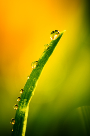 Fresh green plant with dropの写真素材