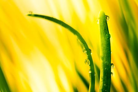 Fresh green grass in sunbeamの写真素材
