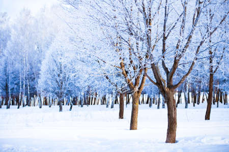 Winter snow landscapeの写真素材