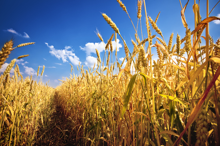 Wheat field and blue sky with cloudsの写真素材