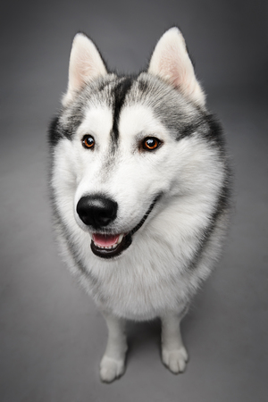 Portrait of siberian husky on gray backgroundの写真素材