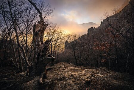 Beautiful autumn landscape in a mountain forestの写真素材