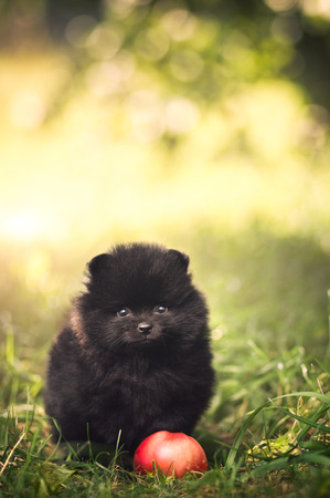 Black fluffy puppy of pomeranian spitz. Dog on green grass in summer parkの写真素材