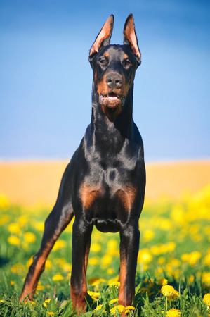 Portrait of the black doberman pinscherの写真素材