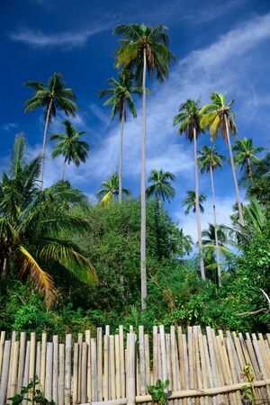 Tall palm trees on a background of blue skyの写真素材