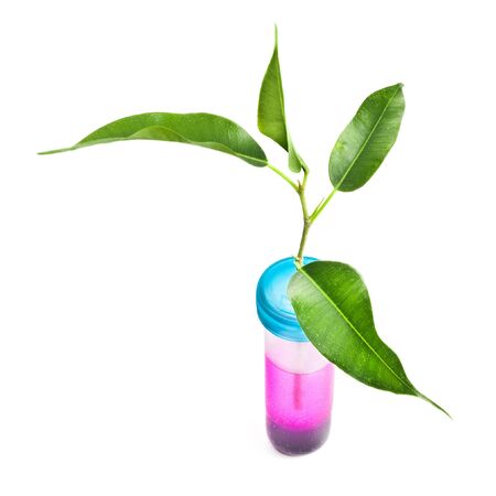 Green plant in chemical tubeの写真素材