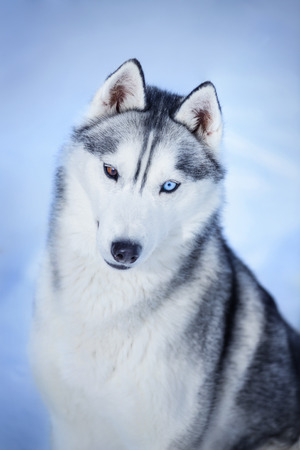 Portrait of siberian Huskyの写真素材