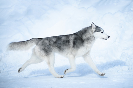 Siberian husky run on snow