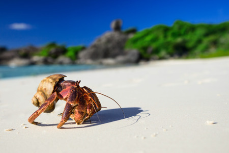 Big hermit crab on the tropical islandの写真素材