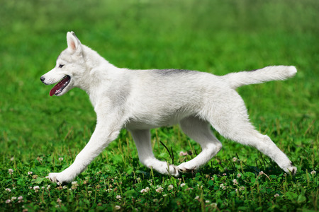 Puppy of Siberian husky running on green grassの写真素材