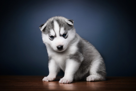 Cute little puppy of siberian husky
