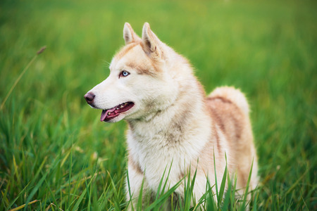 Portrait of Siberian husky on green grass backgroundの写真素材