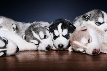 Cute little puppies of siberian huskyの写真素材