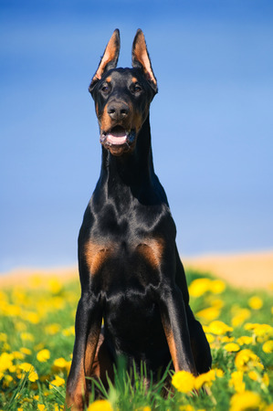 Portrait of the black doberman pinscherの写真素材