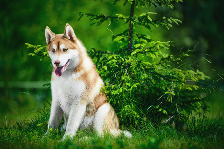 Portrait of Siberian husky on green foliage backgroundの写真素材