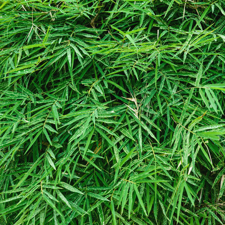 Green bamboo leaves close-upの写真素材