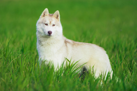 Portrait of Siberian husky on green grass backgroundの写真素材