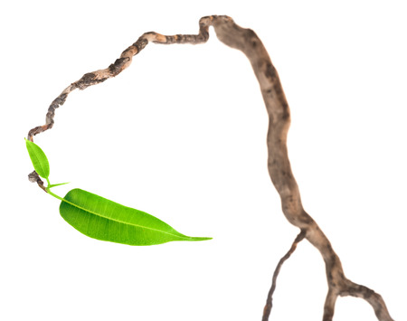 Single green leaf on dry branchの写真素材