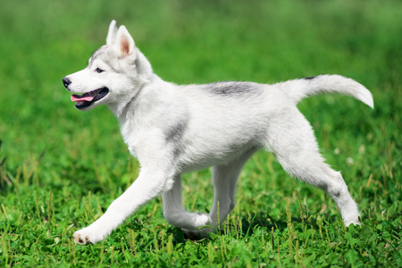 Puppy of Siberian husky running on green grassの写真素材