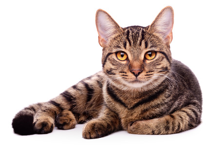 Portrait of brown-eyed cat isolated on white backgroundの写真素材