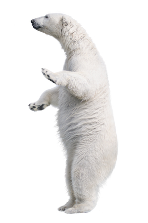 White polar bear stand. Isolated on white backgroundの写真素材