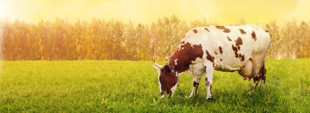 One cow grazing in green meadowの写真素材