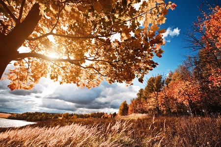 Autumn landscape with colorful maple treeの写真素材