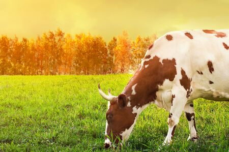 Grazing spotted cowの写真素材