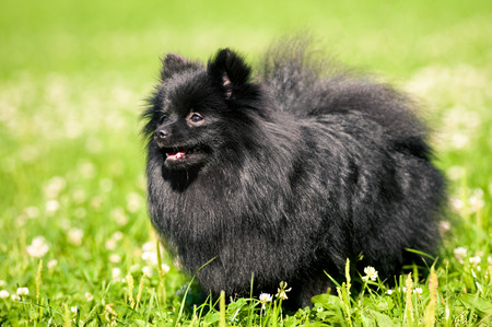Black shpitz on green grass in summer parkの写真素材