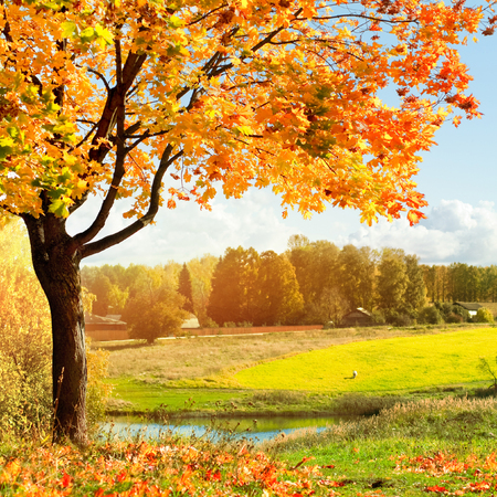 Autumn landscape with colorful maple treeの写真素材