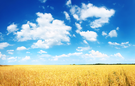 Wheat field and blue sky with cloudsの写真素材