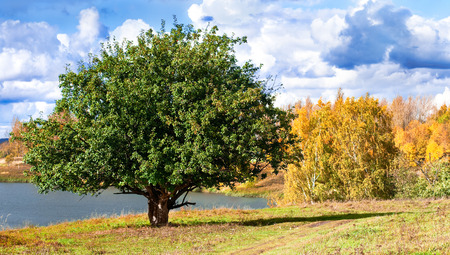 Autumn at the morning parkの写真素材