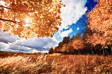 Autumn landscape with colorful maple treeの写真素材