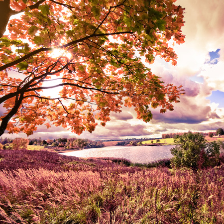 Autumn landscape with colorful maple treeの写真素材