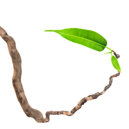 Single green leaf on dry branchの写真素材