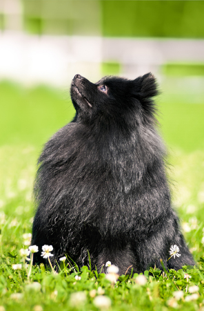 Black shpitz on green grass in summer parkの写真素材