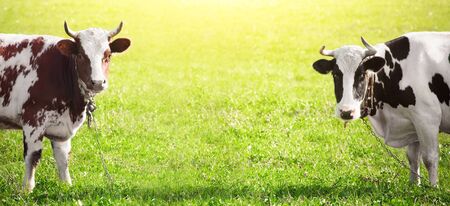 Two cows graze on green meadowの写真素材