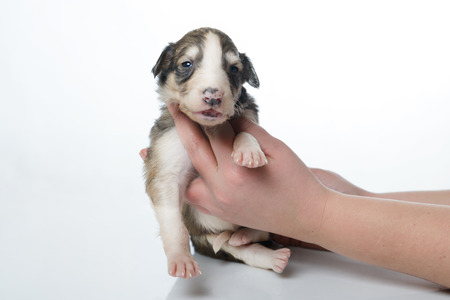 Portrait of cute little russian borzoi puppy isolated on white backgroundの写真素材