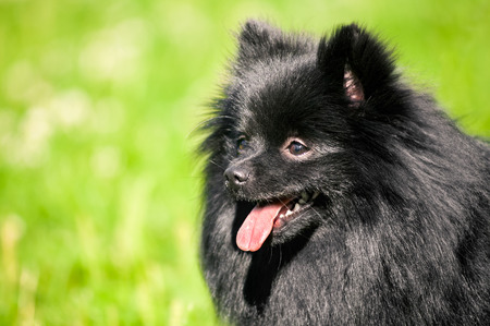 Black shpitz on green grass in summer parkの写真素材