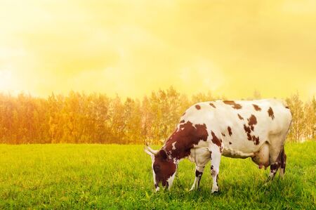 Grazing spotted cowの写真素材