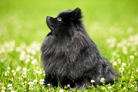 Black shpitz on green grass in summer parkの写真素材