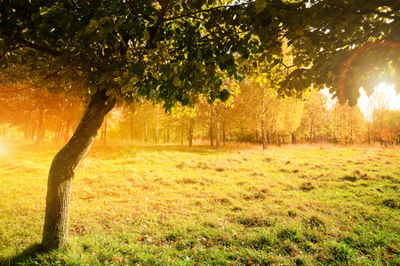 Autumn at the morning parkの写真素材