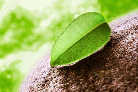 Green tea leaves on stoneの写真素材