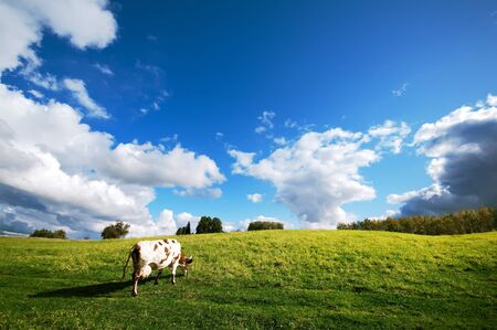 Cow grazes on the green meadowの写真素材