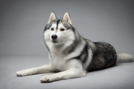 Portrait of siberian husky on gray backgroundの写真素材