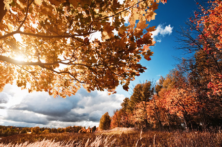 Autumn landscape with colorful maple treeの写真素材