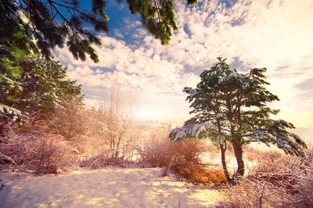 Beautiful winter landscape in a morning forestの写真素材