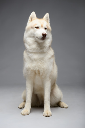 Portrait of siberian husky on gray backgroundの写真素材