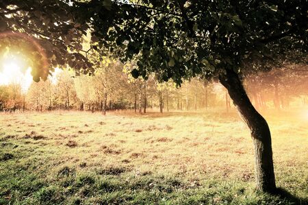 Autumn at the morning parkの写真素材