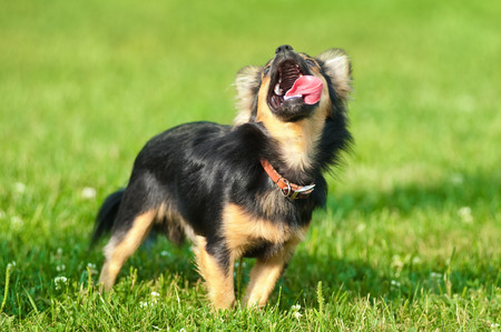 Fluffy chihuahua stand on the grass in parkの写真素材